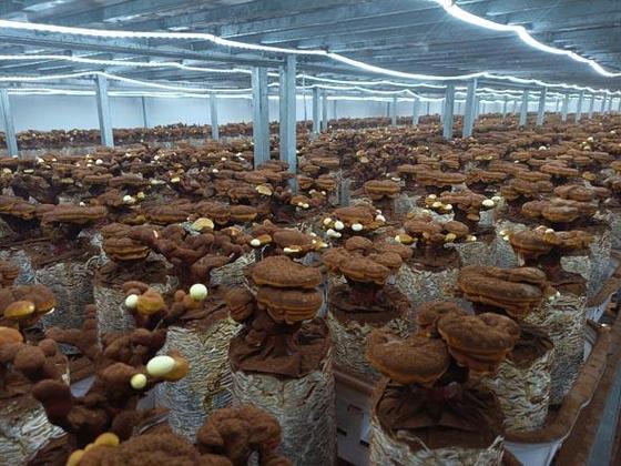 临川区食用菌工厂化种植及深加工企业 日产30万包菌棒的绿色产业典范